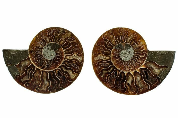 Cut & Polished, Agatized Ammonite Fossil - Madagascar #317681